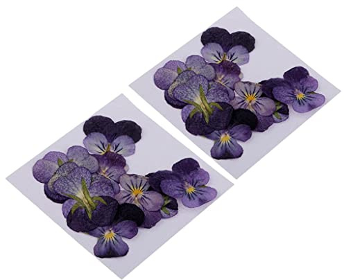 sharprepublic Fleur Séchée Vraie Naturelle Pressée par Fleur Violette De 24 Morceaux pour L'artisanat