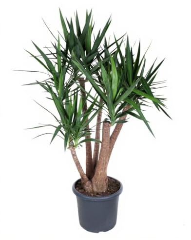 Yucca elephantipes Palmlilie verzweigt 4 bis 5 armig Zimmerpflanze Höhe 190 cm
