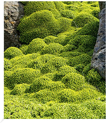 BALDUR Garten 2x Andenpolster Azorella, Pflanzen im 9x9 cm-Topf | ca. 15 Pflanzen pro Quadratmeter , winterharte Staude, mehrjährig, blühend, Azorella trifurcata