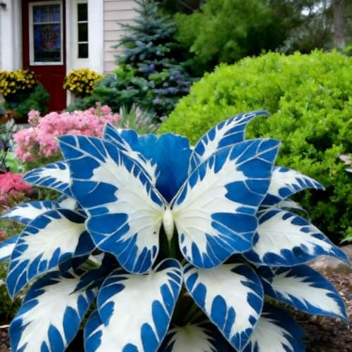 Winterharte Funkie Hosta, Schattenstaude für Den Garten, Pflegeleicht und Robust-4 Staude-g