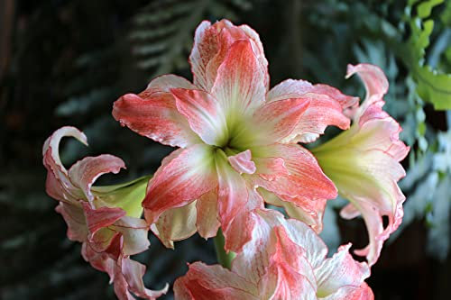 Amaryllis,bulbo di Amaryllis,Hippeastrum,erba perenne,adatta per essere piantata in vasi o giardini,Adatto come regali per gli altri