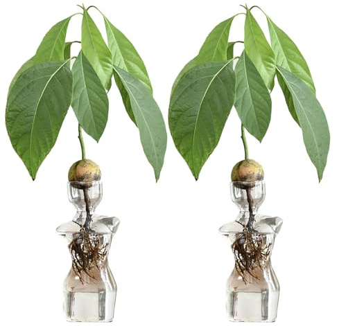 BestAlice 2 PCS Avocado Seed Vase, Avocado Seed Starter Glass Vase, Avocado Tree Growingredients Vase for Seed Gardening, Avocado Tree Growing Flowers Pot Female Glass Vase