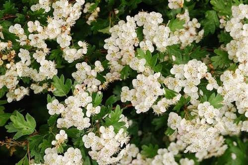 Crataegus monogyna (Biancospino) – Arbusto o Piccolo Albero da Siepe, Fioritura Bianca e Frutti Rosso Corallo – Pianta Rustica da Giardino, FOTO REALI
