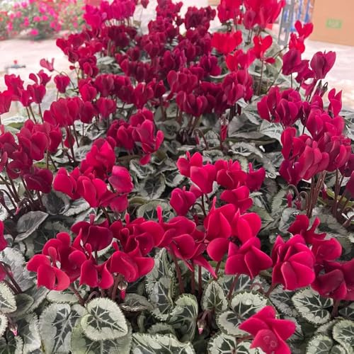 Semi di ciclamino - semi di d'appartamento Ciclamino persico, acquistare di ciclamino resistenti invernali per esterno Le da giardino sono resistenti 60pcs