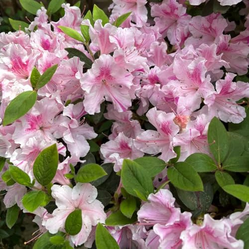Semi di rododendro resistenti - biologici azalea esterno giardino perenni, tappezzanti 500pcs