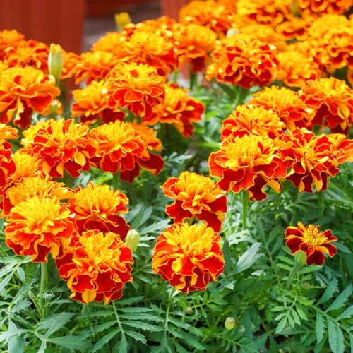 semillas de tagetes, Decoraciones jardín exteriores resistentes 150pcs