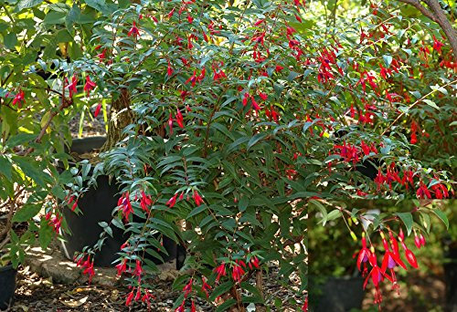 Fuchsia Regia Red brasiliano Princesa Belle arbusto ornamentale 5 Seeds
