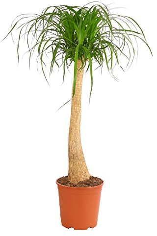 Dehner Elefantenfuß, einstämmig, ca. 120-130 cm, Ø Topf 27 cm | Beaucarnea recurvata, baumförmige Zimmerpflanze, pflegeleicht, für sonnige bis halbschattige Standorte