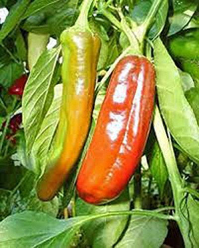 AGROBITS Pepper, Anaheim, Heirloom, 25+ Graines bio, légèrement épicée Grand frais ou secs