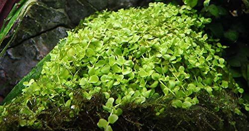 AquaOne Aquarium Pflanze 10 Stück Micranthemum tweediei 'Monte Carlo' | Bodendecker, Spar-Set, einfach pflegeleicht, Aquascaping Dekoration