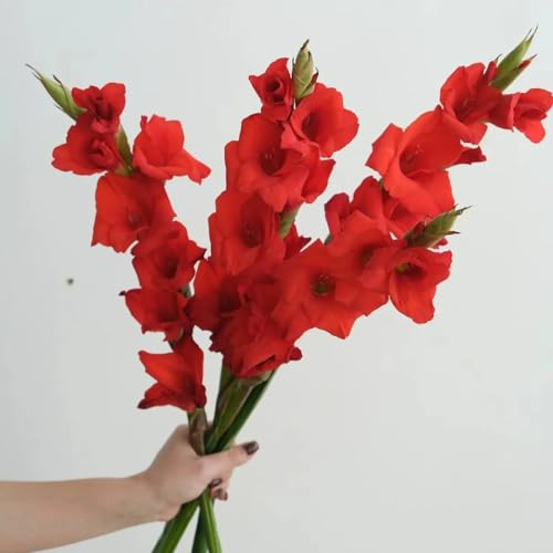 10 pcs Gladiolen Zwiebeln Winterhart Winterharte Pflanzen Für Garten, Balkonblumen (Gladiolus) Seltene Pflanzen Hydrokultur Pflanzen Nachhaltige Geschenke, Pflanzen Deko Blumen Winterhart,