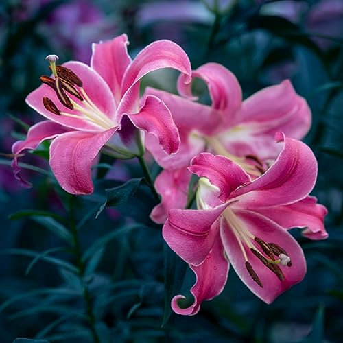 Lily Bulbs for Planting Now UK Mix Golden Jade Carving Feels Perfect UK Now Perennial Strong Plants That Grow Well