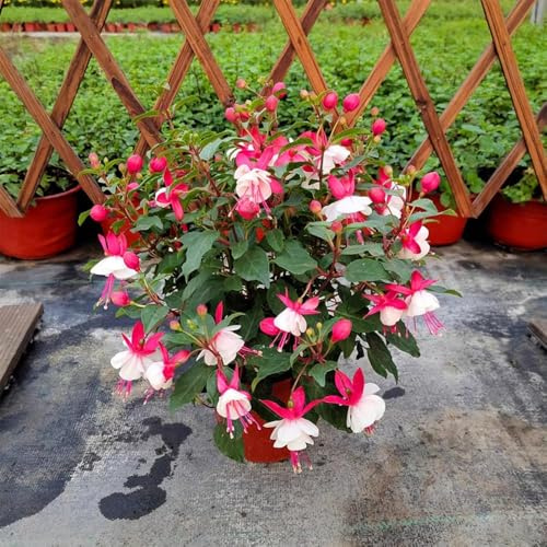 Fuchsien balkon dachbegrünung blumensamen mehrjährig winterhart, topfpflanzen wildblumensamen frühlingsblumen balkon deko, winterfeste 50samen