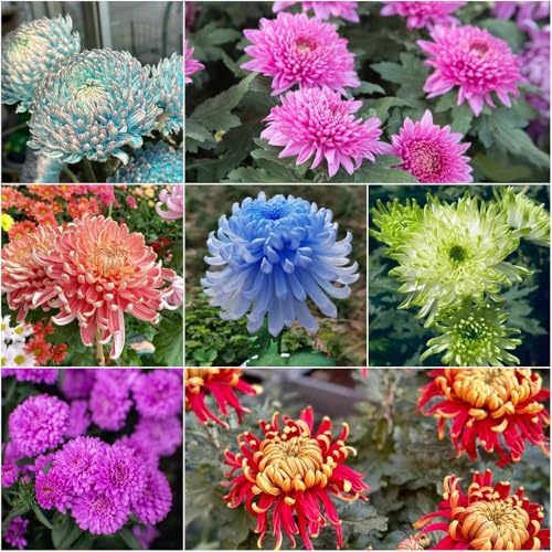 chrysanthemen winterhart bienen wiese balkonpflanzen winterhart gartensamen blumensaat blumensamen frühlingsblumen winterharte für garten - Seltene serie - 700samen