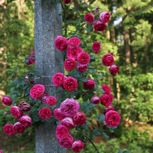 Heirloom Climbing Roses, Live Own Root Plant for Outdoor Garden, Pretty in Pink Eden Climber®, Lightly Fragrant, Lightly Fragrant, Repeat Blooming