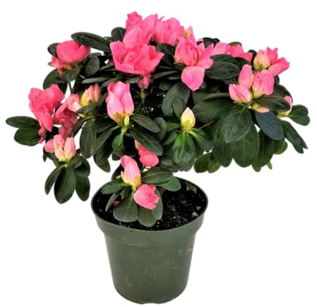 Rododendro Enano Vivo Planta Natural con Flores Alegres y Duraderas - Azalea