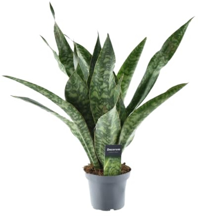 Sansevieria Aubrytiana „Dragon“ – Bogenhanf Zimmerpflanze – Höhe ca. 55cm – Ø14cm – Pflegeleichte & robuste Grünpflanze für Wohnzimmer, Schlafzimmer & Büro