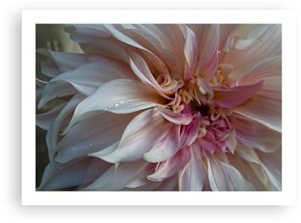 Wandposter Art Prints 70x50cm Poster ohne Rahmen Blume Dahlie Anlage Küche Wanddeko Bild Wand Kunstdruck Deko Wandbilder Dekoration Wohnzimmer Schlafzimmer Modern Wall Art Decor P2XAA70x50-5352