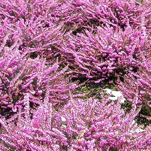 Winterheide 'Rosa' - Erica darleyensis 'Rosa' - 10-12 cm - Topf - Dekorative Gartenpflanze für Beet
