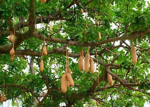 Semi Pianta Tropicale Fiore Kigelia africana pinnata Wurstbaum (15)