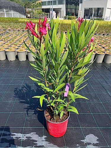 Nerium Oleander (OLEANDRO) (Ciclamino)