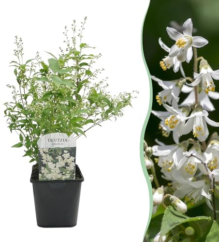 GreenboutiQ - Sträucher - Deutzia Gracilis - Blüte Weiß - 1 Pflanze - Laubabwerfend - Wenig Pflege - Topf 17cm Höhe 45cm