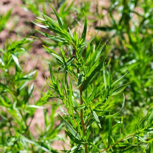 Semillas de estragón orgánicas, semillas de medicinales raras verdes de jardín 200pcs