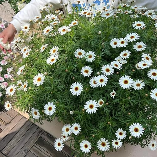Semillas de margarita, exóticas Argyranthemum frutescens, semillas de crisantemo silvestres perennes 250pcs