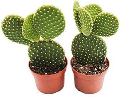 Duo de Cactus Pala Opuntia Microdasys Cactus Oreja Mickey Mouse