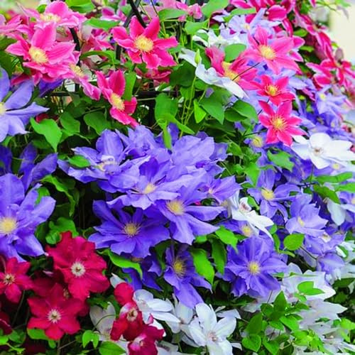 Rizoma de clemátide-Mantenimiento sencillo-clemátide perenne Resistente-8Rizoma-h