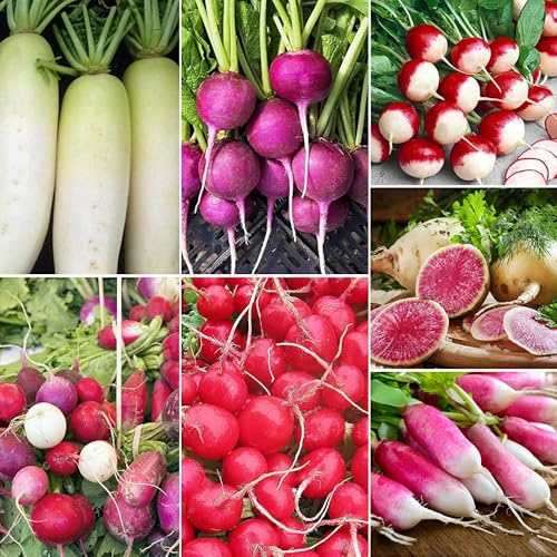 7-Variety Radish Seed Combo (840 PCS) – 120 PCS Per Type (Cherry/Red Heart/Smiley/Rainbow Mix), Fast-Growing, Cold-Hardy for Backyard & Container Gardens