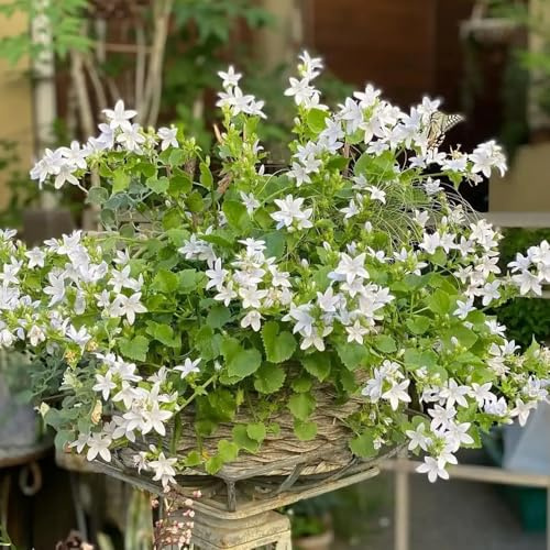 glockenblume - campanula medium - bio blumenbeet glockenblumesamen, topfpflanzen draußen winterhart für sonnige plätze hochbeet 350pcs