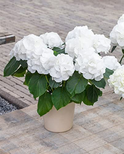 Hydrangea macrophylla 'Schneeball' 30-40 cm – Winterhart, Mehrjährig, Pflegeleicht – Bauernhortensie – Zierstrauch für Beet & Kübel