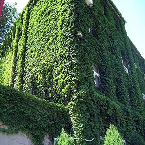 Haloppe 120pcs graines de Plantes de Lierre Vert pour la Plantation de Jardin à la Maison, graines de Lierre Vert Couvre-Sol Plante grimpante Herbe Jardin Maison Plante décoration Murale Graines de