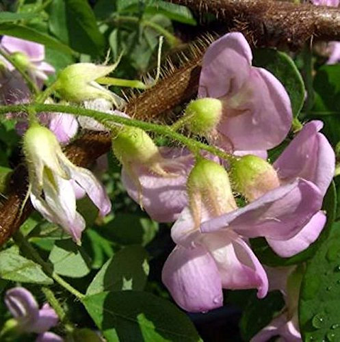 Pink blühende Akazie Pink Cascade 40-60cm - Robinia hispida - lebende Gartenpflanze aus den Baumschulen