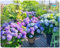 Bulbos de hortensia: plantas bulbosas perennes, coloridas, resistentes al frío, ideales para parterres de balcones.-4bulbos-C