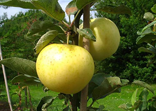 Weißer Klarapfel – Apfelbaum alte Sorte kleinbleibend | Premium Baumschulqualität | Buschform | Perfekt für Apfelmus