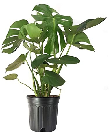 American Plant Exchange Philodendron Monstera – 10-Inch Pot – Live Split-Leaf Tropical Houseplant, Easy Care Indoor Plant for Home, Office, & Jungle-Inspired Décor