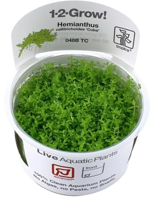 Tropica Hemianthus 'Cuba' 1-2-GROW! Aquarienpflanze, Im Labor Angebaut, Grün, Kuba, Vordergrundpflanze