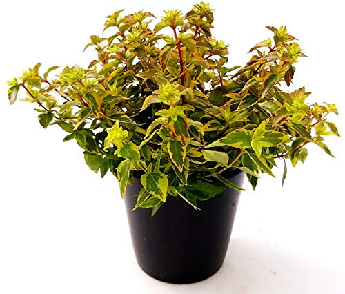 POWERS TO FLOWERS - ABELIA VARIEGATA ARANCIO, vaso 12cm, pianta vera