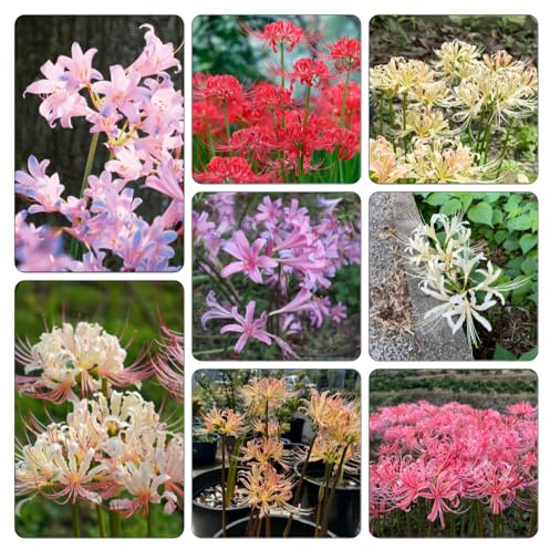 Bulbi di giglio ragno - Lycoris radiata giardino interno balcone d'appartamento esotiche arredamento del soggiorno 8pcs