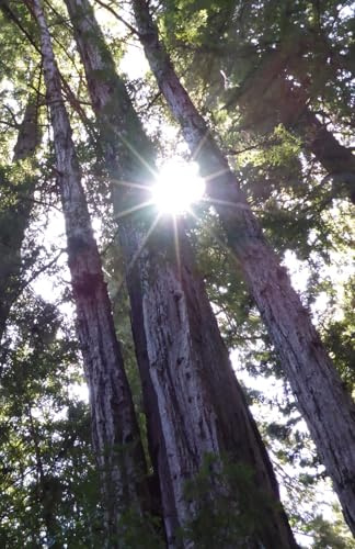 Nature Notebooks: Redwood Tree