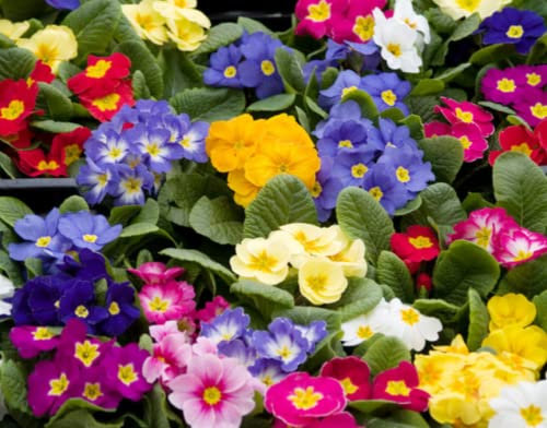 Primrose- Set of 12- Mixed Colours-10.5cm pots- Beautiful Spring Blooms.