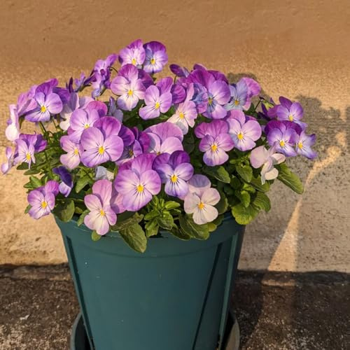 Comprar semillas de pensamientos - decorativas resistentes para el jardín de silvestres, parterres elevados, 300pcs