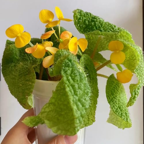 semillas de begonia - extraño decoración sala estar jardín rocas, resistentes pleno sol, balcón 350pcs