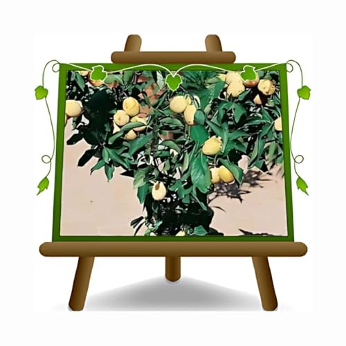 Prunes Nain – jaune ––Plante fruitière porte greffe myrobolan sur pot 20 - arbre max 80 cm - 2 ans