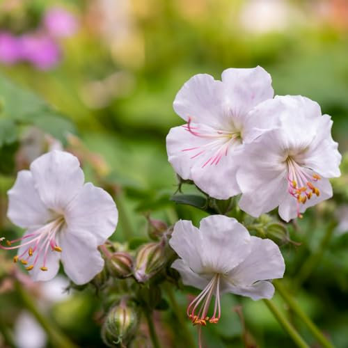 Geranium 'St Ola'. Plug Plant x 4. White cranesbill Flowers. Ideal for Shady Spots and Ground Cover. Available from Bedwen Plants