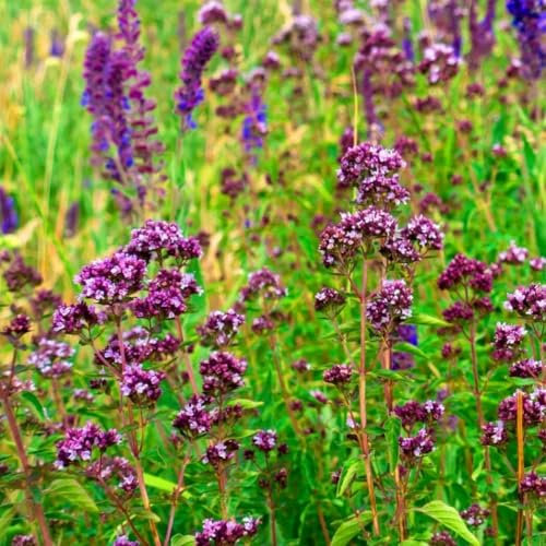 Wild Marjoram - Oregano - 3000 Seeds + freebie + Plant tag (Origanum vulgare)