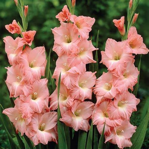 Bulbi di gladioli/miste/Radici selezionate di hosta/resistenti al freddo e alla siccità/adatte per la decorazione di giardini e balconi【NVNJHJN】-15 bulbi-C