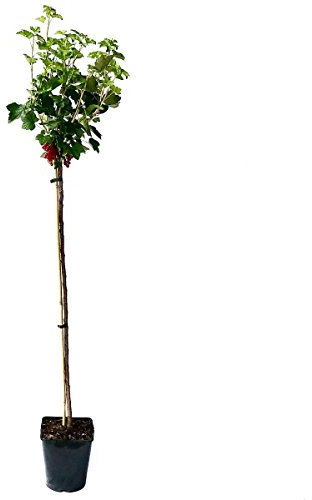 Rolan (R) rote Johannisbeere, große Trauben, fein-säuerlich, Hochstamm 130-150 cm im 5 Liter Topf